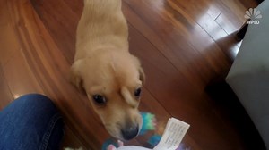 So-called ‘unicorn puppy’ becomes viral sensation