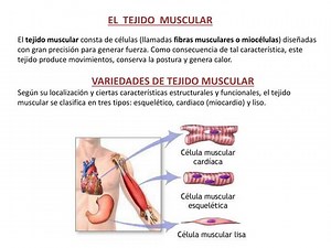 EL TEJIDO MUSCULAR - SlideServe
