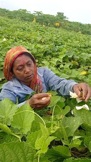 Hand Pollination Process for Spine Gourd (Kantola) Flowers #shorts