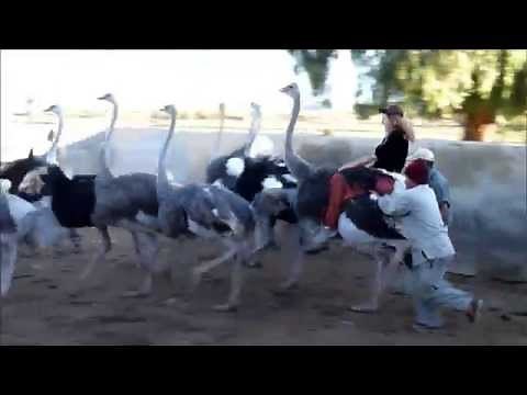 Course d'autruches en Afrique du Sud