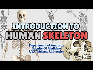 Introduction to Human Skeleton