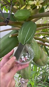 A simple technique for extracting papaya sap. #shorts