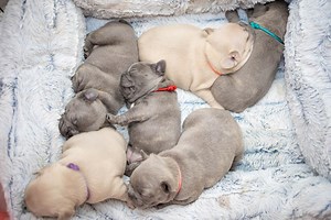 How to Breed French Bulldogs - BluFrenchibles