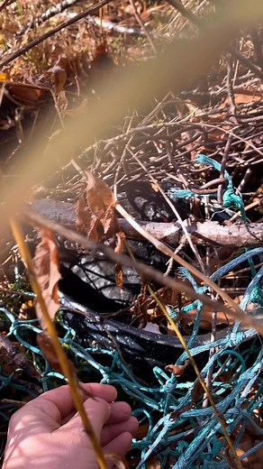 6.3K views · 326 reactions | Cocoa Bean has done it again! I was setting up to brush the horses when I heard that tell tale sound coming from the forest: cheep, CHIRP, cheep… I went to investigate. Look what I found!!! #chickens #babyanimals #chicks #barnyardmix #broodyhens | Unicorn Acres | Facebook