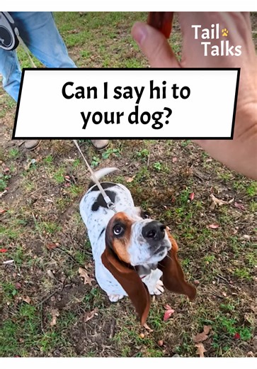 We saw our friend Hazel in the park! We interviewed Hazel several months ago, and we had so much to catch up on! She got plenty of treats and scratches from us. #bassethound #basset #dogs #dogsoftiktok #streetinterview