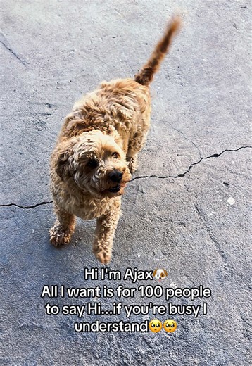 Meet Ajax: The Cockapoo Seeking Hello's