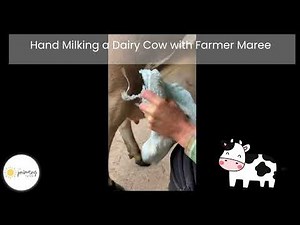Where Does Milk Come From? 🥛 Hand Milking a Dairy Cow | Farm Facts for Kids