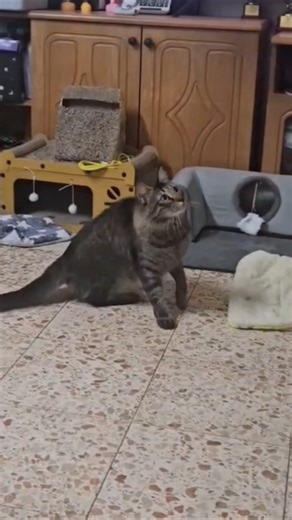 Ball Tracker #cat #catlife #playful