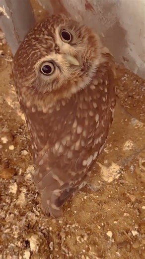 Who can resist a little owl that says "yes"?