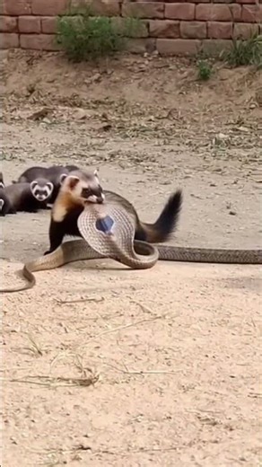The courage of a mother ferret who didn't back down even in front of a snake #herosjourney #heroacts
