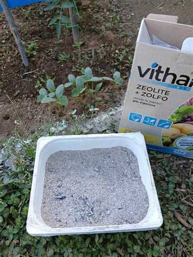 Allontana le lumache dall'orto: metodo biologico efficace