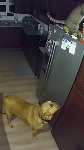 Cat Uses Dog as a Step Stool 😂 #catlife