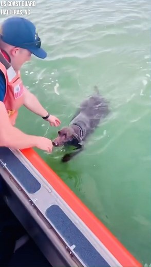 COAST GUARD DOG RESCUE: After boaters frantically put out a call saying they lost their dog overboard off the coast of North Carolina, a US Coast Guard crew soon spotted her swimming toward their boat and pulled the exhausted pup from the water 👏 STORY: https://bit.ly/3NfYvK7 | FOX 13 News - Tampa Bay