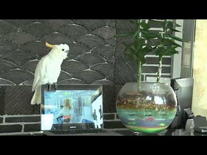 Parrot sings along to 'Gangnam Style' - video