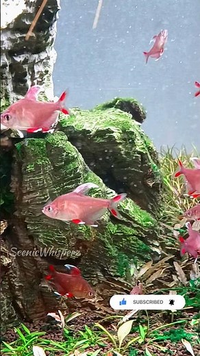 Colorful Tetras Together🐠| Lemon, Rosy, Black Phantom, Flame, Silvertip & Blue Tetra Aquarium🐠#tetra