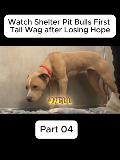 Training Tips for Affectionate Cuddle Dogs