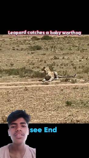 #cheetah #vs #other #animals #viral #trending #wildlife #attack #funny #shortsvideo