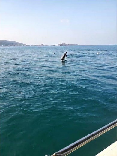 イルカウォッチングでショーの動きをする野生のイルカ