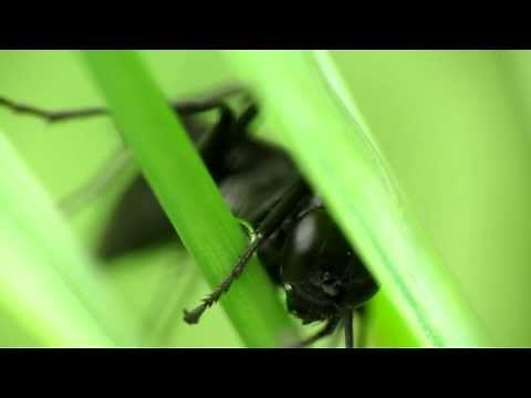 Great Black Wasp