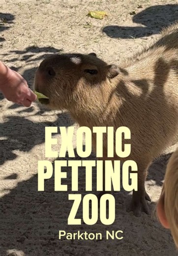 Exotic Animal Petting Zoo Parkton NC