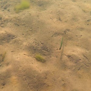 323K views · 928 reactions | The Shakey Head rig is basically a worm on a jig head—and it basically catches fish all the time. Work it with a natural, finesse style on the bottom. Plastics with floating tails like the ZOOM Trick Worm or BPS Floatin' Worm are especially effective. | Nitro Boats | Facebook