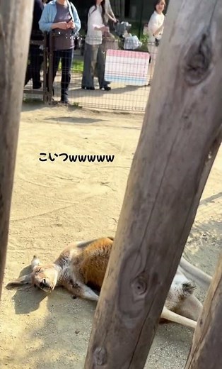 日曜昼間の私やんw #shorts