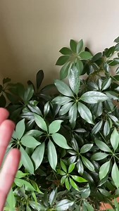 4.2K views · 11K reactions | I’m getting ready to revisit my desert...