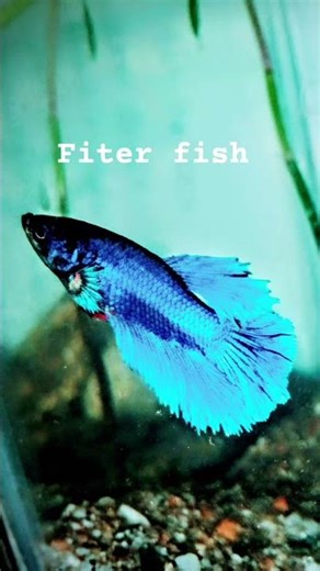 Fiter fish⚡