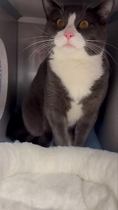 We are planting a seed in your mind to adopt our boy Fern! Fern is a year old grey and white kitty that was surrendered with he is sibling Moss. He is great with other kitties and likes a lot of human attention. Like the plant, if you give him plenty of love and attention, he will grow into your best friend! If you would like to adopt Fern, please stop in to our Liverpool, NY location Tuesday-Sunday from 12-4:30p. Make sure to visit our website to submit your adoption application in advance. | H