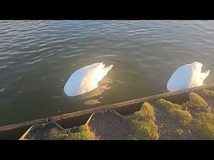 Swans grazing off the ponds vegetation....bottoms up