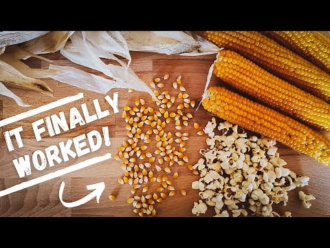 How To Cure Homegrown Popcorn | It Takes a Bit of Patience...