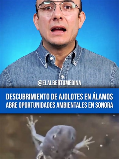 Descubrimiento de Ajolotes en Álamos, Sonora
