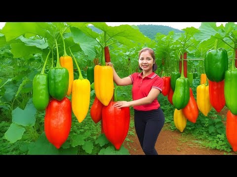 Harvesting Giant Bell Peppers – Peaceful Countryside Village Life Documentary