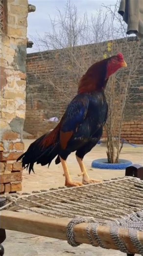 aseel fighter rooster video kala java lakha peela white parrotbeak #aseel #rooster #parrotbeak