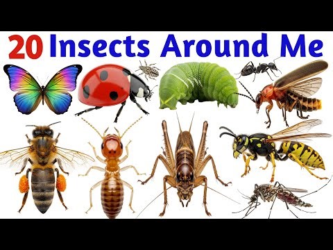 20 Insects Name for Kids | Learn Insect Names in English with Pictures 🐜🐝 | Educational Video