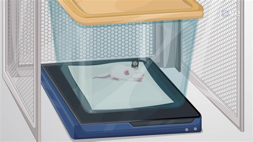 Long-Term Continuous Electroencephalography Monitoring in a Rodent Pup - JoVE