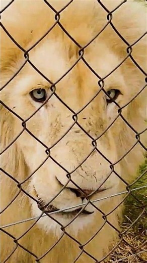 Letting 6 LIONS Out to Play! #cat #wildlife #nature