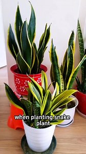5 tips for planting snake plant. | Ramos Mark