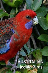 Australian Iconic Birds - Movie