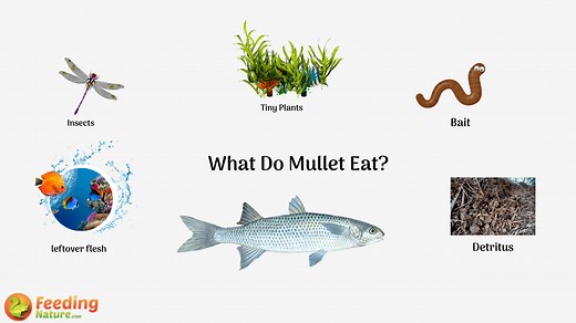 What do Mullet Eat? - Feeding Nature