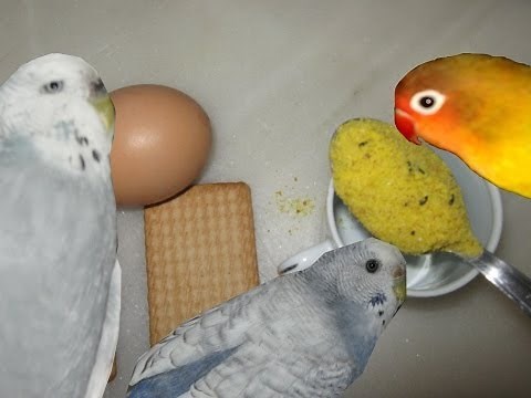 Pasta para la época de cria de los loros / Alimentación casera para loros / Todo Sobre Loros