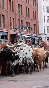 18K views · 994 reactions | Who’s ready to get National Western started?! #nwss2023 #NoPlaceLikeStockShow | National Western Stock Show | Facebook