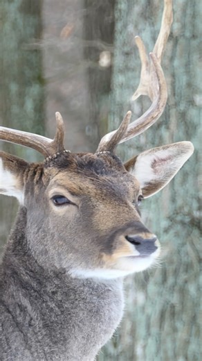❄️ The cold settles in. The forest goes quiet. And for a brief window, the last of the season unfolds. 🦌 Red deer. Fallow. Mouflon. Wild boar. Moving purposefully. As if they know what’s coming next. These are the final hunts before the woods close their doors. How does the end of the season change your approach? | ZEISS Hunting