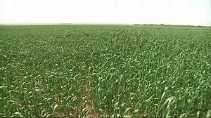 Soaring wheat prices spell pain for consumers