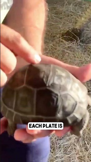 Did you know this about tortoise shells?