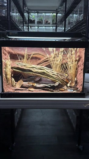 Desert Terrarium Setup with Zoo Med Excavator Clay for Micro Geckos