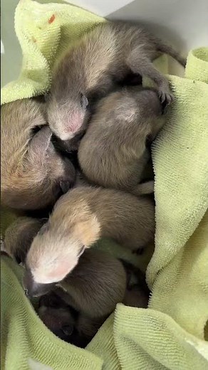 Can Mother Raccoons Adopt Orphaned Babies? 🦝❤️