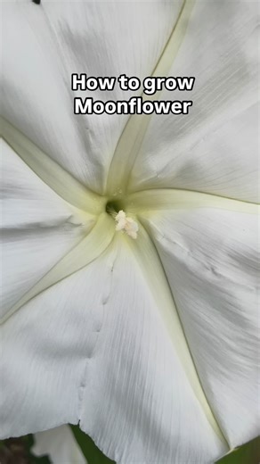 Moonflower is a fast-growing vine with large white blooms that open at dusk and release a sweet fragrance all night. It supports nighttime pollinators like moths that rely on pale, fragrant flowers to find food in low light. Moonflower grows as a perennial in zones 8–11 and as an annual in cooler zones. Moonflower seeds have a tough coat, so they benefit from scarifying (light filing or nicking) and soaking 12–24 hours to help water penetrate and trigger germination. I also like to pre-sprout by