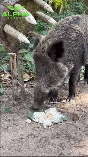 Primitive Hunting: Effective Wild Pig Trap with Sharp Bamboo Shooting Mechanism #viralvideo #animals