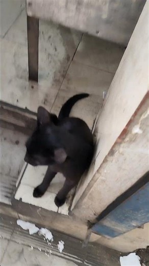 বিল্লি যখন রেস্টুরেন্টে #shorts #restaurant #cat #blackcat #hotel #parata